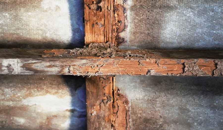 Crawl space wood rot repair services in Indianapolis.